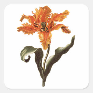 Vintage Fancy Orange Lily in Bloom, Garden Flowers Square Sticker