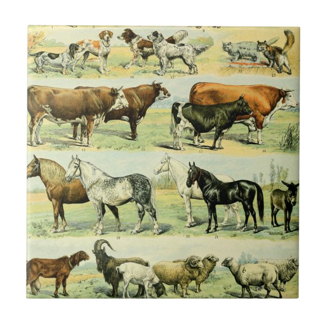Vintage Farm Animal Print Tile (Front)