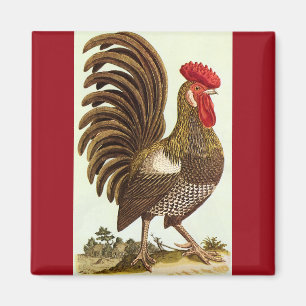 Vintage Farm Animals Chickens, Proud Rooster Magnet