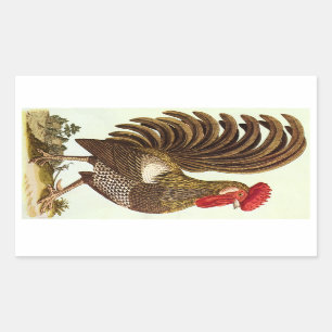 Vintage Farm Animals Chickens, Proud Rooster Sticker