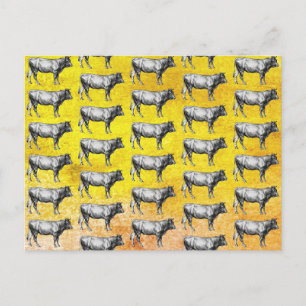 Vintage Farm Cow Bull Image Post Card