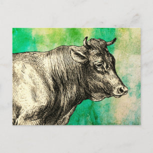 Vintage Farm Cow Bull Image  Postcard