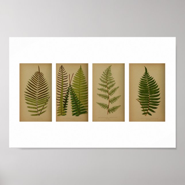 Vintage Ferns Botanical Print (Front)
