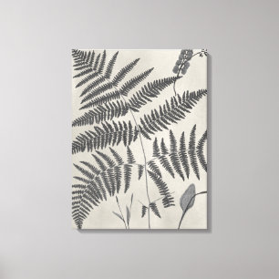 Vintage Ferns Canvas Print