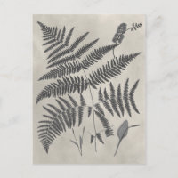 Vintage Ferns