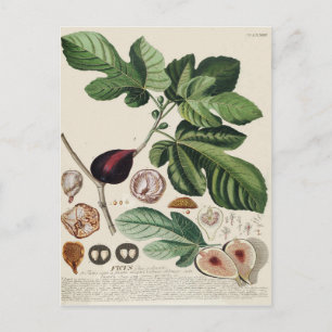 Vintage Figs Botanical Print Postcard