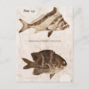 Vintage Fish Antique Marine Retro Sealife Ocean Postcard