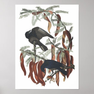 Vintage Fish Crow Poster Print