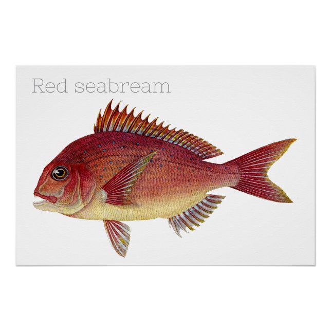 Vintage fish illustration: Red seabream Poster (Front)