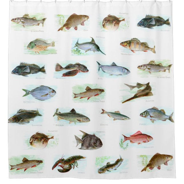 Vintage Fish Illustrations (Front)