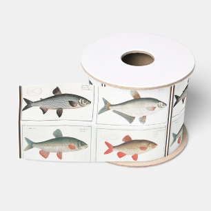 Vintage Fish Illustrations Grosgrain Ribbon