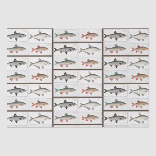 Vintage Fish Illustrations Tissue Paper (Front)
