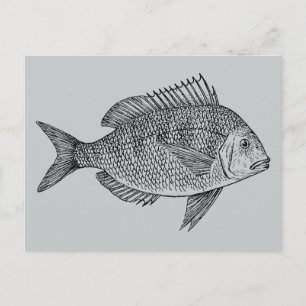Vintage fish nautical marine art illustration postcard
