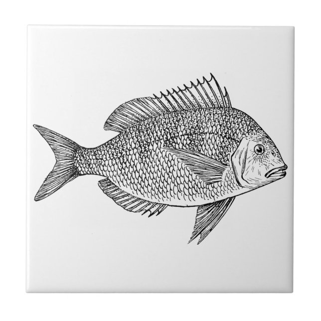 Vintage fish nautical marine art illustration tile (Front)