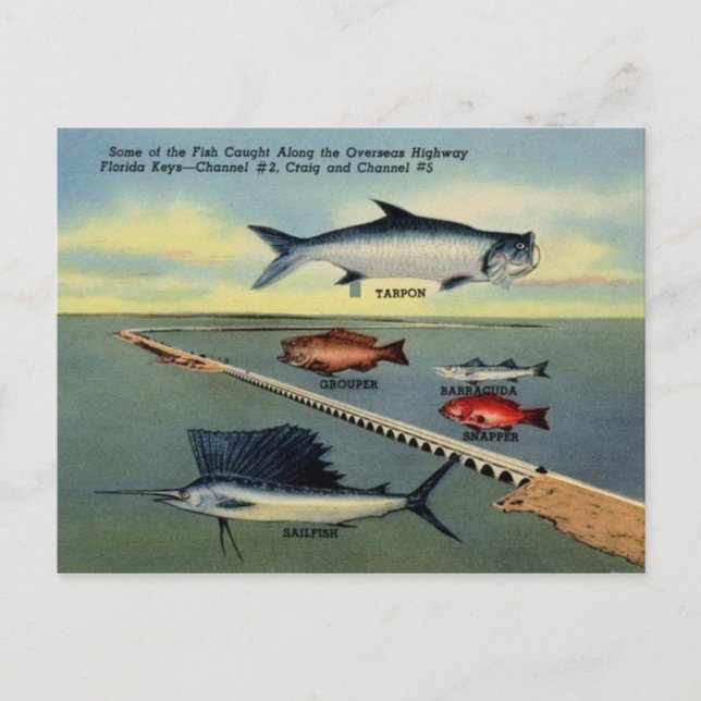Vintage Fish of Florida Keys Postcard (Front)