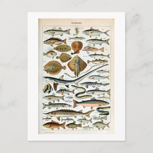 Vintage Fish of the World Postcard (Front)