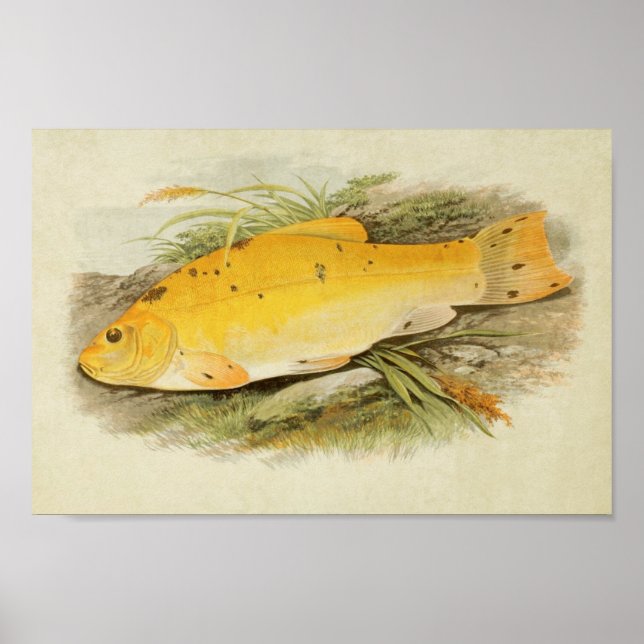 Vintage Fish Print 008 | Golden Tench (Front)