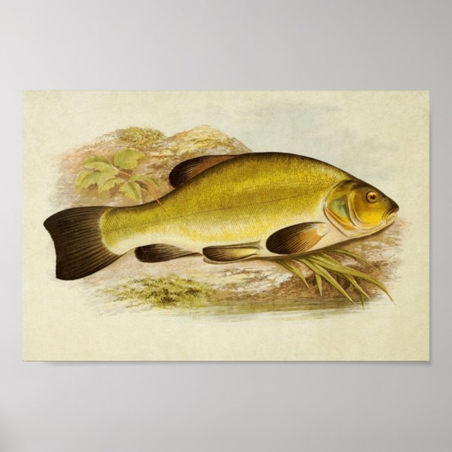 Vintage Fish Print 020 | Tench (Front)