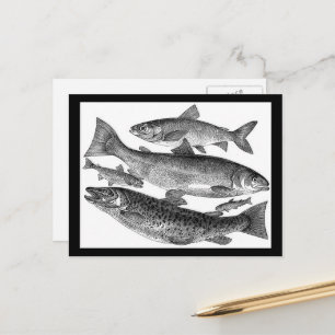 Vintage Fish Print Postcard