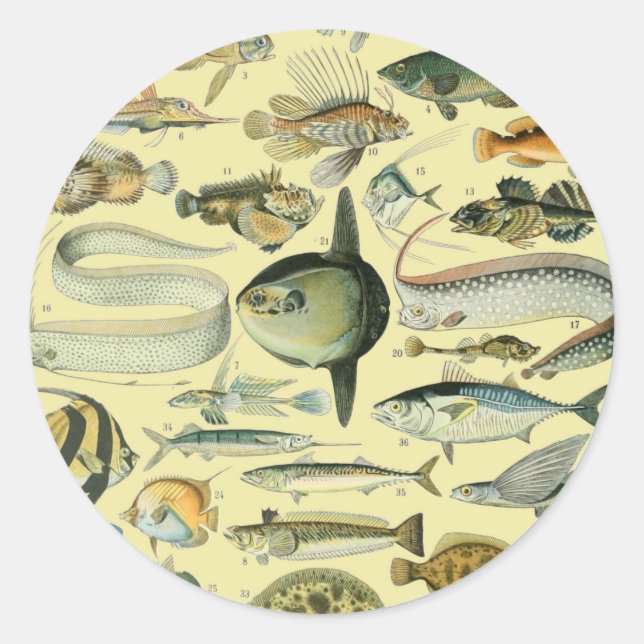Vintage Fish Scientific Fishing Art Classic Round Sticker (Front)