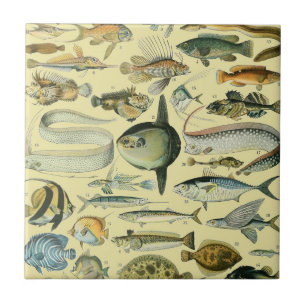 Vintage Fish Scientific Fishing Art Tile