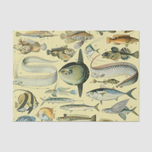Vintage Fish Scientific Fishing Art Tissue Paper