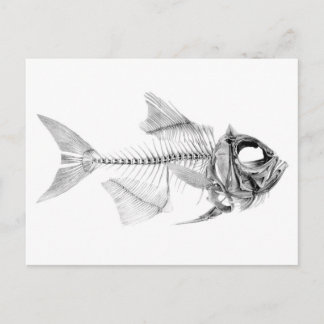 Vintage fish skeleton etching postcard