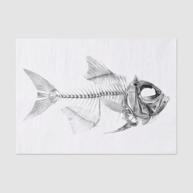 Vintage fish skeleton etching tissue paper (Front)