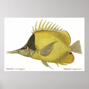 Vintage Fish, Yellow Tropical Chelmon Longirostris Poster
