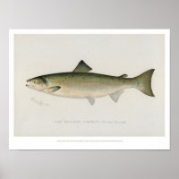 Vintage Fishes - Atlantic Salmon - Poster