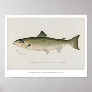 Vintage Fishes - Atlantic Salmon - Poster