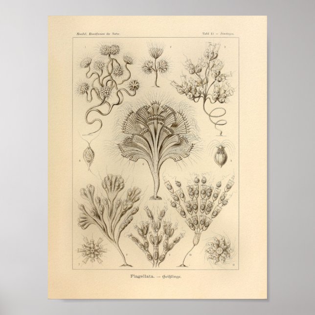 Vintage Flagellata Colour Ernst Haeckel Print (Front)