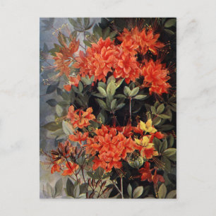 Vintage Flame Azalea Red Flowers Floral Garden Postcard