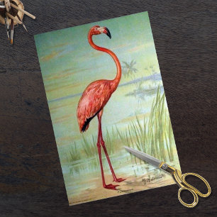Vintage Flamingo by John Hintermeister 1908 Tissue Paper