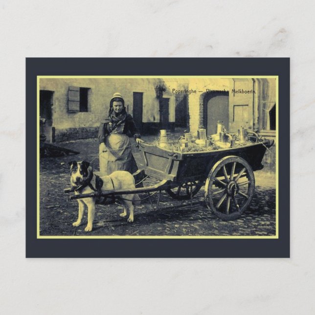 vintage Flemish milkmaid, dog cart Postcard (Front)