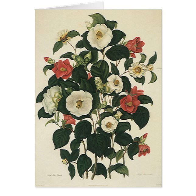 Vintage Floral, Antique Garden Roses Flowers (Front)
