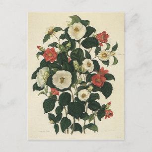 Vintage Floral, Antique Garden Roses Flowers Postcard