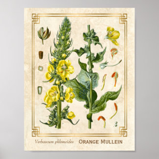 Vintage Floral Herb Orange Mullein Botanical Art Poster