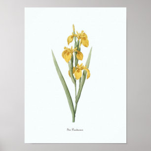 Vintage Floral Illustration Botanical Art Print