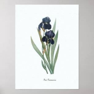 Vintage Floral Illustration Botanical Art Print