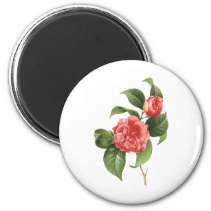 Vintage Floral, Pink Camellia Flowers by Redoute Magnet