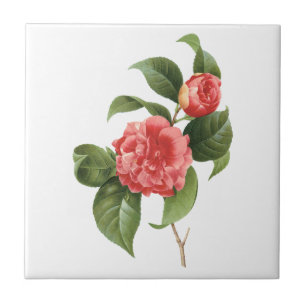 Vintage Floral, Pink Camellia Flowers by Redoute Tile