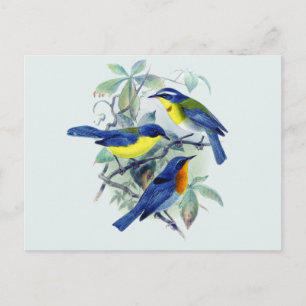 Vintage Floral Songbirds Apparel and Gifts Postcard