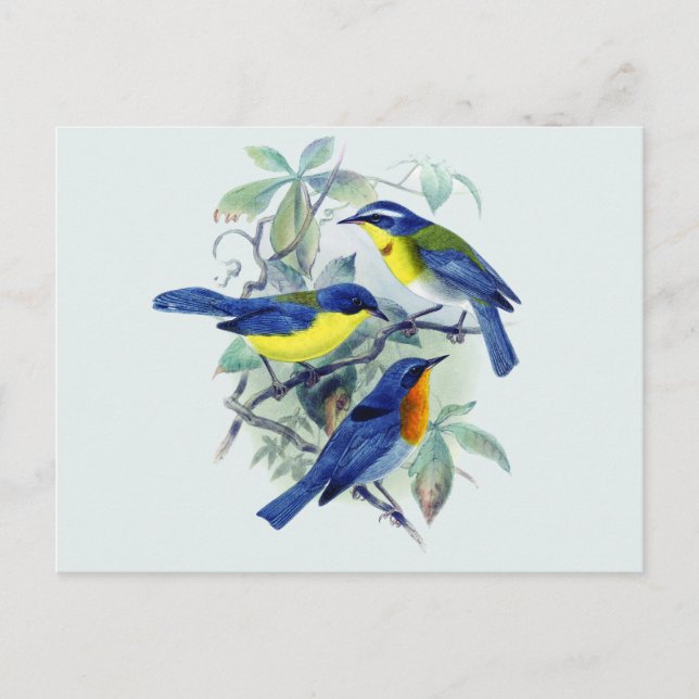 Vintage Floral Songbirds Apparel and Gifts Postcard (Front)