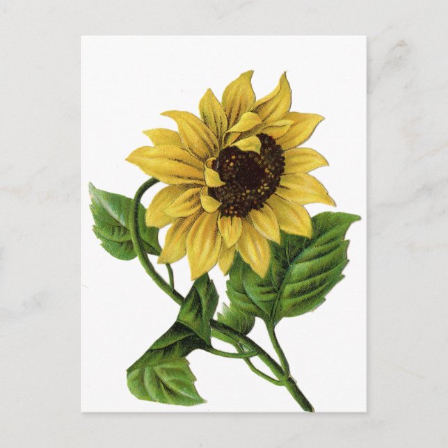 Vintage Floral Sunflower Yellow & Green Flower Postcard (Front)