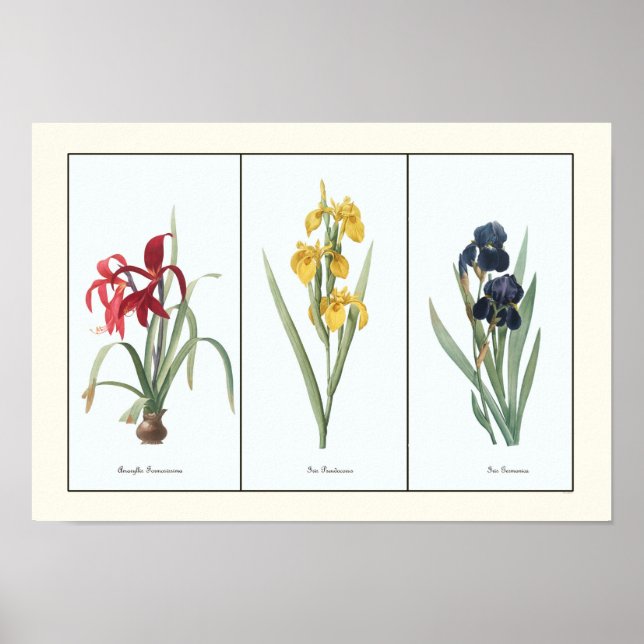 Vintage Floral Triptych Botanical Art Print (Front)