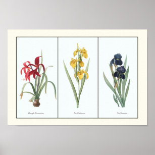 Vintage Floral Triptych Botanical Art Print