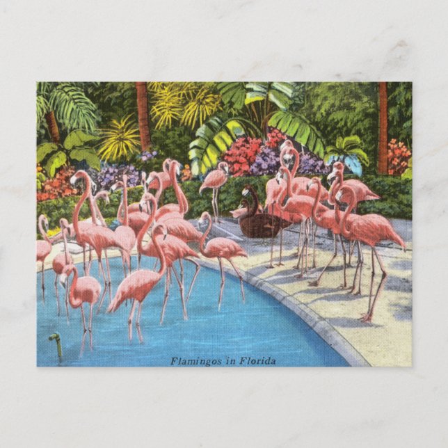 Vintage Florida flamingos pink retro travel Postcard (Front)