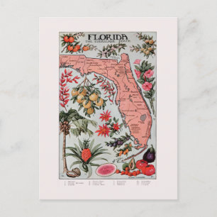 Vintage Florida Map  Postcard