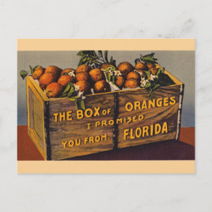 Vintage Florida Oranges Postcard